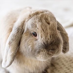 Meet your Posher, Poppy